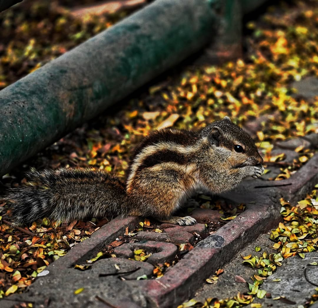 Wildlife photography